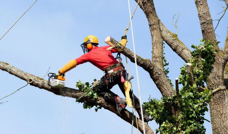 Élagage Arbuste Buis Par Les Élagueurs De Jardin En Jour D'été Banque  D'Images et Photos Libres De Droits. Image 60884283