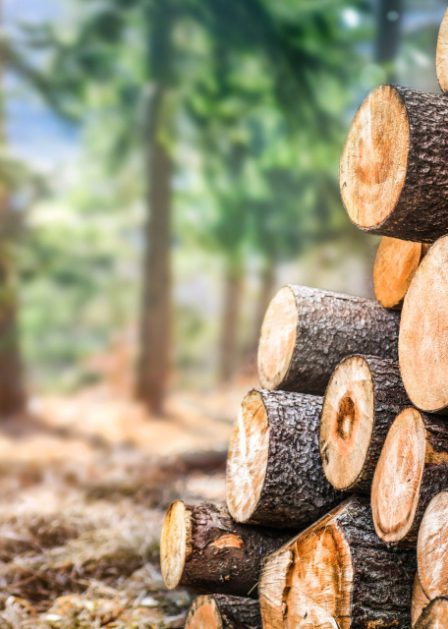 Provence Elagage Elagage Saint Laurent Du Var Exploitation Forestiere Provence Elagage Elagage Saint Laurent Du Var Exploitation Forestiere