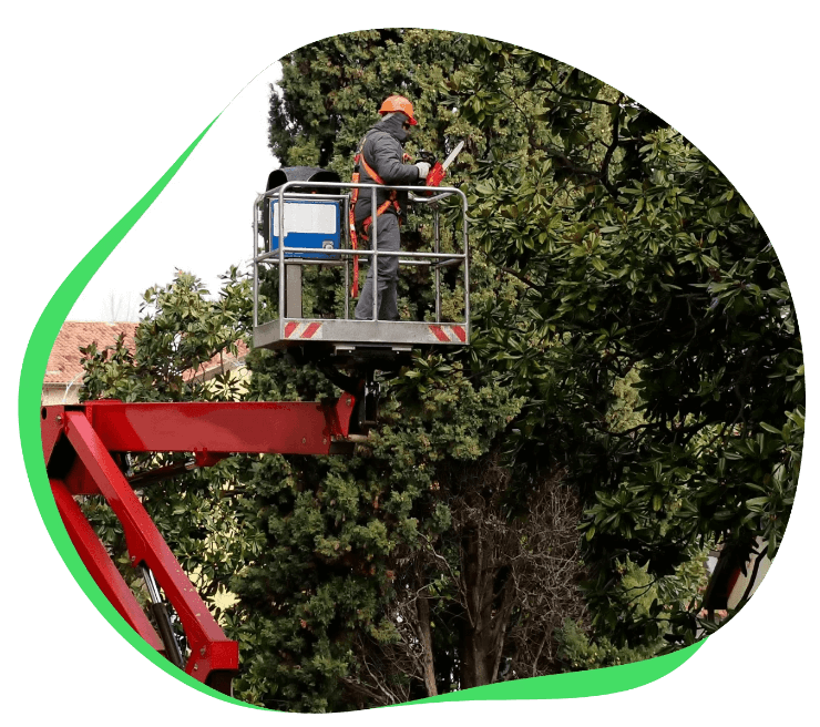 Provence Elagage Elagage Saint Laurent Du Var Groupe 16295