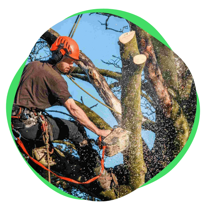 Provence Elagage Elagage Saint Laurent Du Var Lelagage Et De Labattage Darbres 1